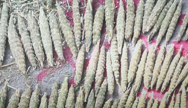 إزدياد تعاطي "البنقو" بالدزماين وضبط "50" قندول وعدد من المتعاطين