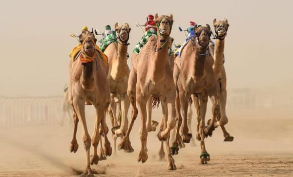 إنطلاق مهرجان ولي العهد